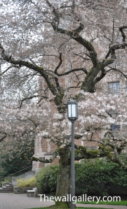 Cherry Blossoms 6