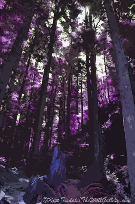 Purple Stand of Trees 