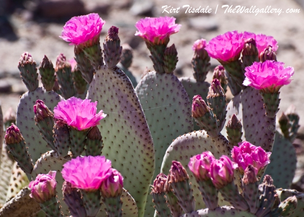 Cactus Bloom 3