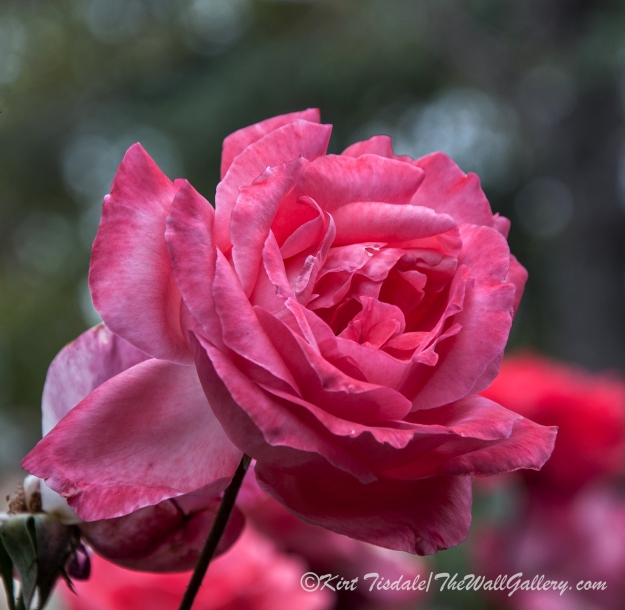 Arizona Territorial Rose Garden - Pink