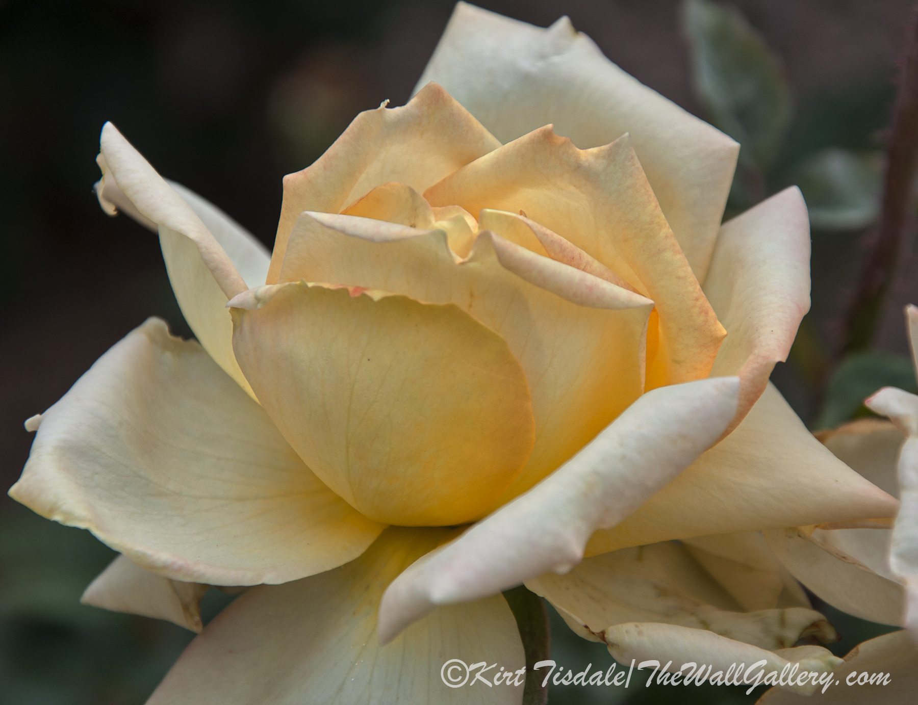 Arizona Territorial Rose Garden - Yellow